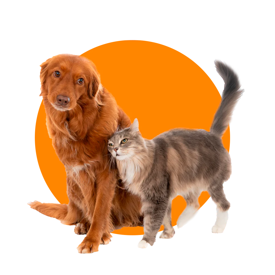 Pets